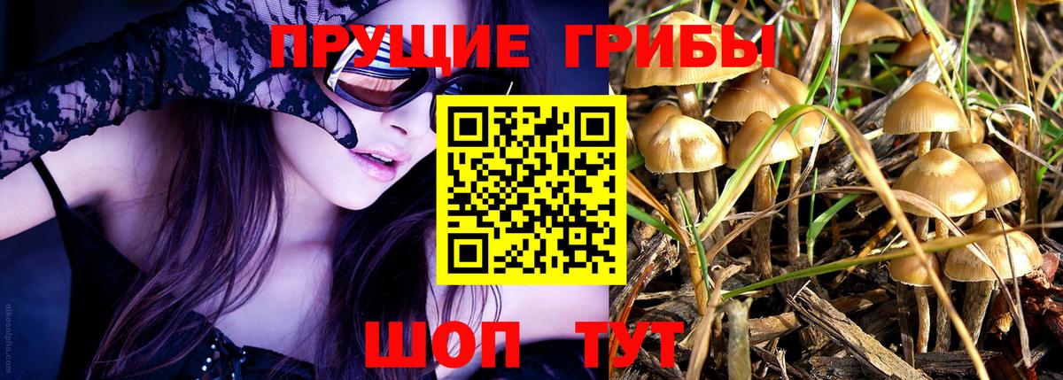 Узловая  Галлюциногенные грибы Psilocybe  Вход с VPN  Псилоцибиновые грибы Cubensis 